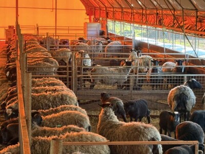 U 'plasteniku', ali za ovce: Kako je Edhem za dvije godine razvio perspektivno stado?