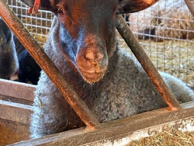 U 'plasteniku', ali za ovce: Kako je Edhem za dvije godine razvio perspektivno stado?