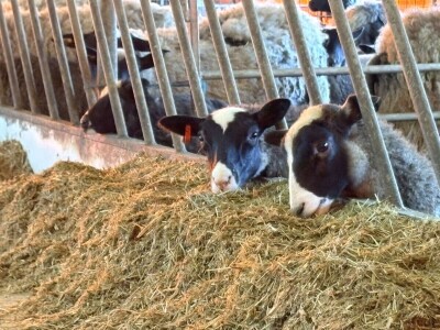 U 'plasteniku', ali za ovce: Kako je Edhem za dvije godine razvio perspektivno stado?