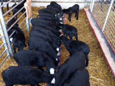 U 'plasteniku', ali za ovce: Kako je Edhem za dvije godine razvio perspektivno stado?