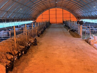 U 'plasteniku', ali za ovce: Kako je Edhem za dvije godine razvio perspektivno stado?