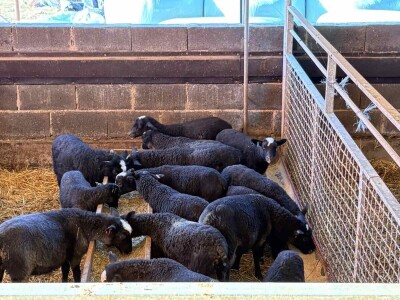 U 'plasteniku', ali za ovce: Kako je Edhem za dvije godine razvio perspektivno stado?