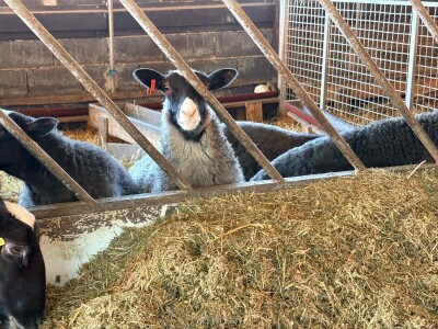 U 'plasteniku', ali za ovce: Kako je Edhem za dvije godine razvio perspektivno stado?