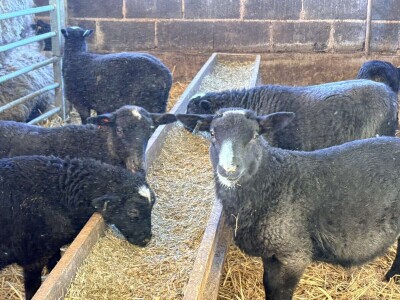 U 'plasteniku', ali za ovce: Kako je Edhem za dvije godine razvio perspektivno stado?