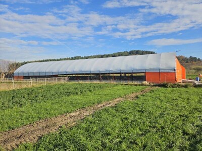 U 'plasteniku', ali za ovce: Kako je Edhem za dvije godine razvio perspektivno stado?