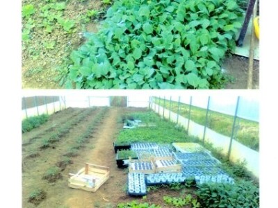 Plastenička proizvodnja