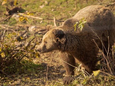 U PODGORJU VELEBITA - Borba Milana Kneževića sa medvjedom u Kitnjastoj Glavici U PODGORJU VELEBITA - Borba Milana Kneževića sa medvjedom u Kitnjastoj Glavici