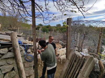 U PODGORJU VELEBITA - Borba Milana Kneževića sa medvjedom u Kitnjastoj Glavici U PODGORJU VELEBITA - Borba Milana Kneževića sa medvjedom u Kitnjastoj Glavici