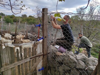 U PODGORJU VELEBITA - Borba Milana Kneževića sa medvjedom u Kitnjastoj Glavici U PODGORJU VELEBITA - Borba Milana Kneževića sa medvjedom u Kitnjastoj Glavici