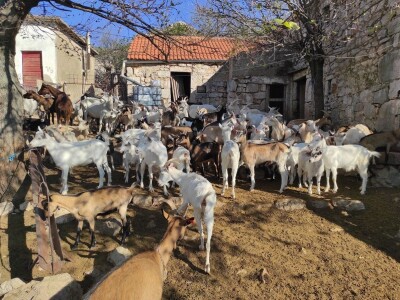 U PODGORJU VELEBITA - Borba Milana Kneževića sa medvjedom u Kitnjastoj Glavici U PODGORJU VELEBITA - Borba Milana Kneževića sa medvjedom u Kitnjastoj Glavici