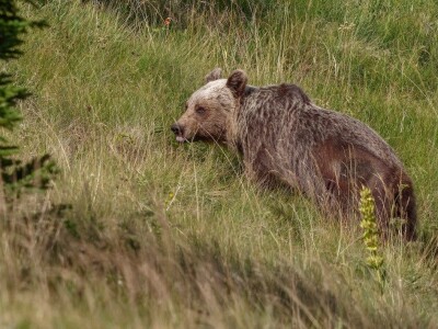 U PODGORJU VELEBITA - Borba Milana Kneževića sa medvjedom u Kitnjastoj Glavici U PODGORJU VELEBITA - Borba Milana Kneževića sa medvjedom u Kitnjastoj Glavici
