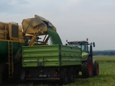 U Podravini počela berba graška U Podravini počela berba graška