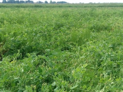 U Podravini počela berba graška U Podravini počela berba graška