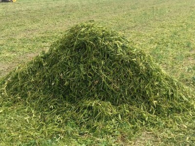 U Podravini počela berba graška U Podravini počela berba graška