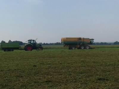 U Podravini počela berba graška U Podravini počela berba graška
