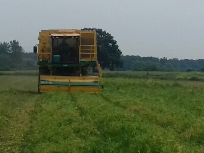 U Podravini počela berba graška U Podravini počela berba graška