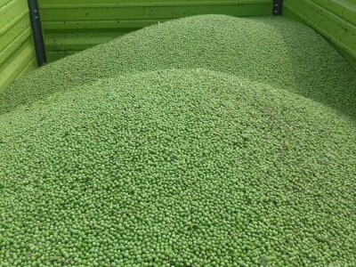 U Podravini počela berba graška U Podravini počela berba graška