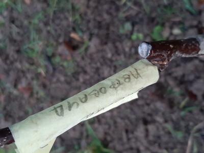 U poljoprivredi uvek ima posla U poljoprivredi uvek ima posla