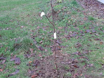 U poljoprivredi uvek ima posla U poljoprivredi uvek ima posla