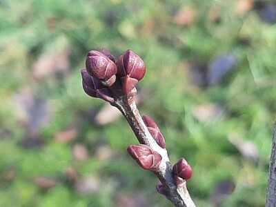 U poljoprivredi uvek ima posla U poljoprivredi uvek ima posla