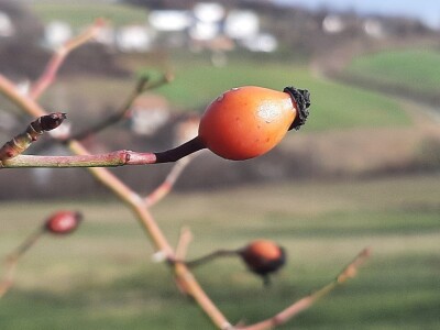 U poljoprivredi uvek ima posla U poljoprivredi uvek ima posla