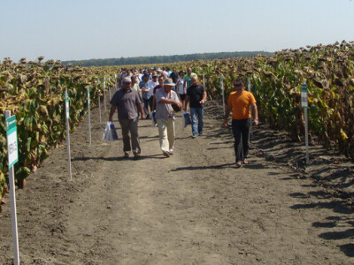 Dan polja suncokreta IPK Tvornice ulja Čepin
