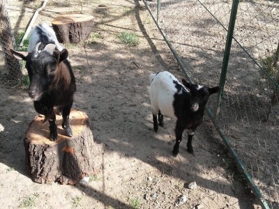 U porodičnom dvorištu napravio mini zoo-vrt