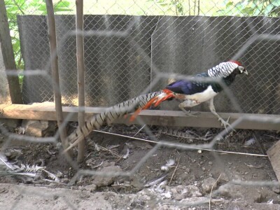 U porodičnom dvorištu napravio mini zoo-vrt