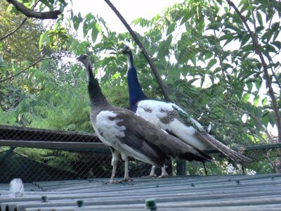 U porodičnom dvorištu napravio mini zoo-vrt