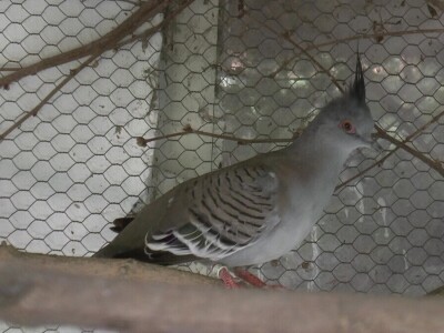 U porodičnom dvorištu napravio mini zoo-vrt