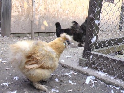 U porodičnom dvorištu napravio mini zoo-vrt