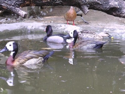 U porodičnom dvorištu napravio mini zoo-vrt