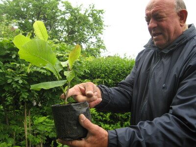 U porodičnom rasadniku Stanojčić uspeva 60 vrsta magnolije U porodičnom rasadniku Stanojčić uspeva 60 vrsta magnolije