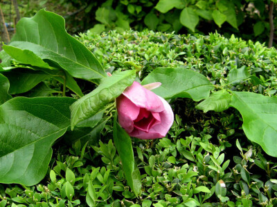 U porodičnom rasadniku Stanojčić uspeva 60 vrsta magnolije U porodičnom rasadniku Stanojčić uspeva 60 vrsta magnolije