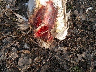 U potrazi za hranom, lisice prilaze sve bliže kućama