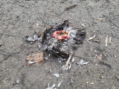 U potrazi za hranom, lisice prilaze sve bliže kućama