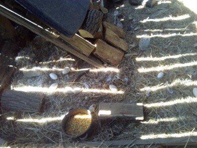 U potrazi za hranom, lisice prilaze sve bliže kućama