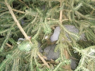 U potrazi za hranom, lisice prilaze sve bliže kućama