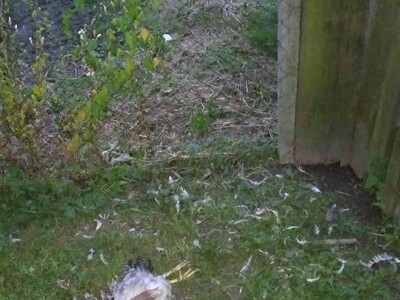 U potrazi za hranom, lisice prilaze sve bliže kućama