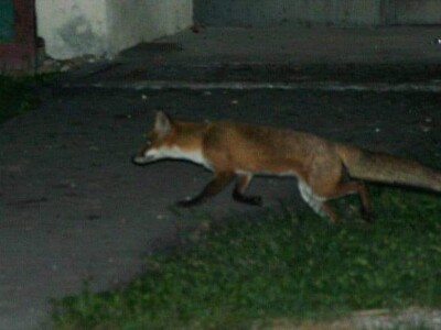 U potrazi za hranom, lisice prilaze sve bliže kućama