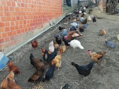 U potrazi za hranom, lisice prilaze sve bliže kućama