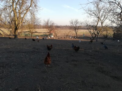 U potrazi za hranom, lisice prilaze sve bliže kućama