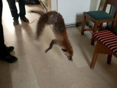 U potrazi za hranom, lisice prilaze sve bliže kućama