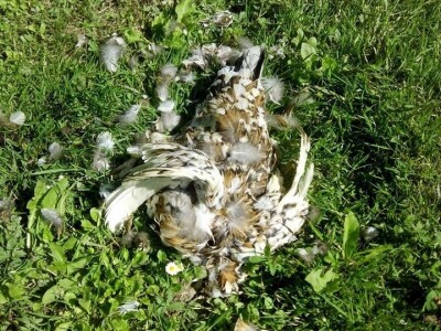 U potrazi za hranom, lisice prilaze sve bliže kućama