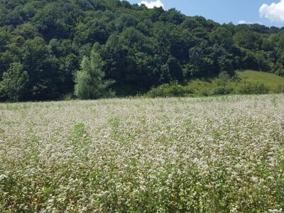 U prirodi je lijek za sve: Kako Gerzići pčelama i biljem liječe razne boljke
