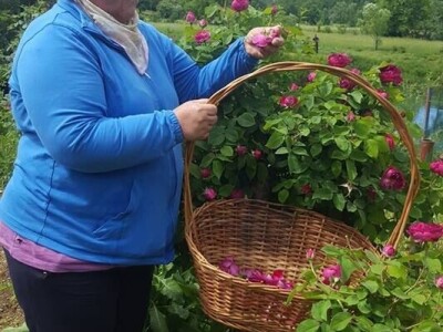 U prirodi je lijek za sve: Kako Gerzići pčelama i biljem liječe razne boljke