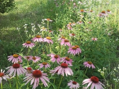 U prirodi je lijek za sve: Kako Gerzići pčelama i biljem liječe razne boljke
