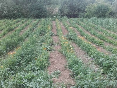 U prirodi je lijek za sve: Kako Gerzići pčelama i biljem liječe razne boljke