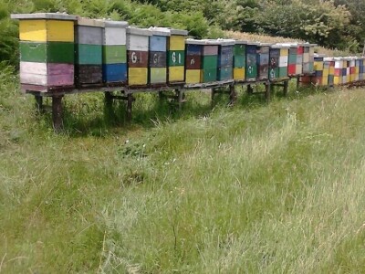 U prirodi je lijek za sve: Kako Gerzići pčelama i biljem liječe razne boljke