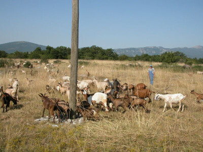 U prirodi je teško okupiti koze i jariće bez psa ovčara